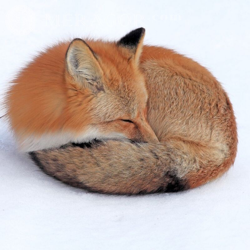 Завантажити красиву лисицю на аватар Лисиця