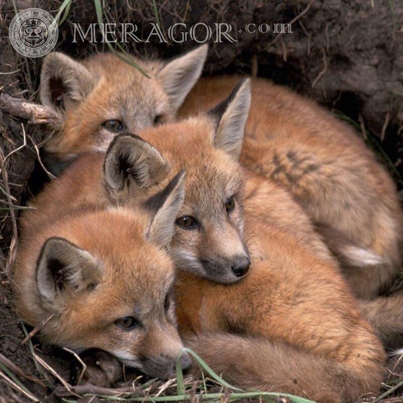Cubs for avatar download Foxes