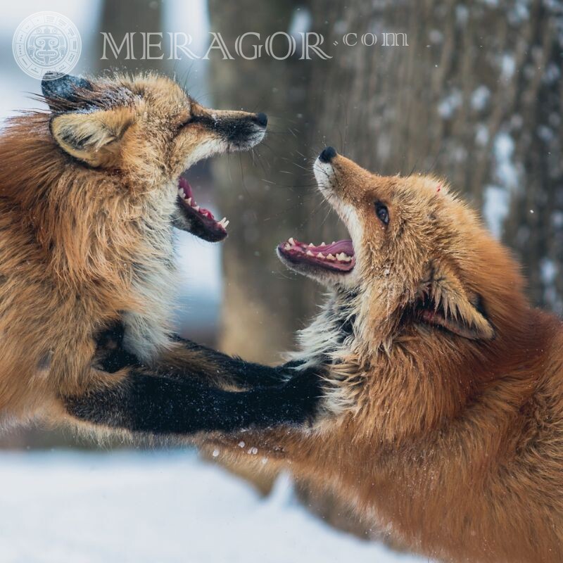Photo of two foxes for avatar Foxes