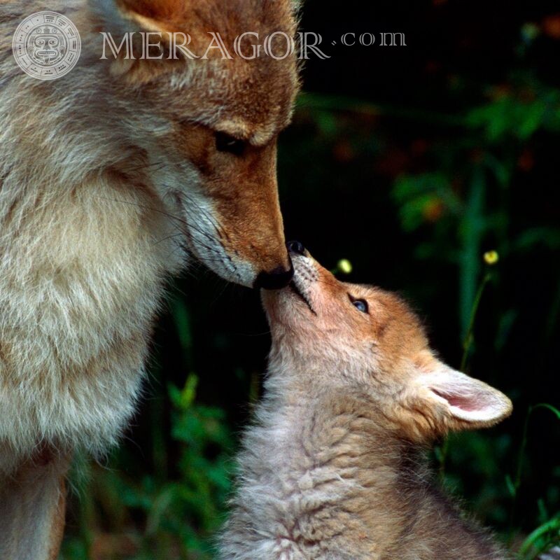 Picture about motherhood, fox and cub Foxes
