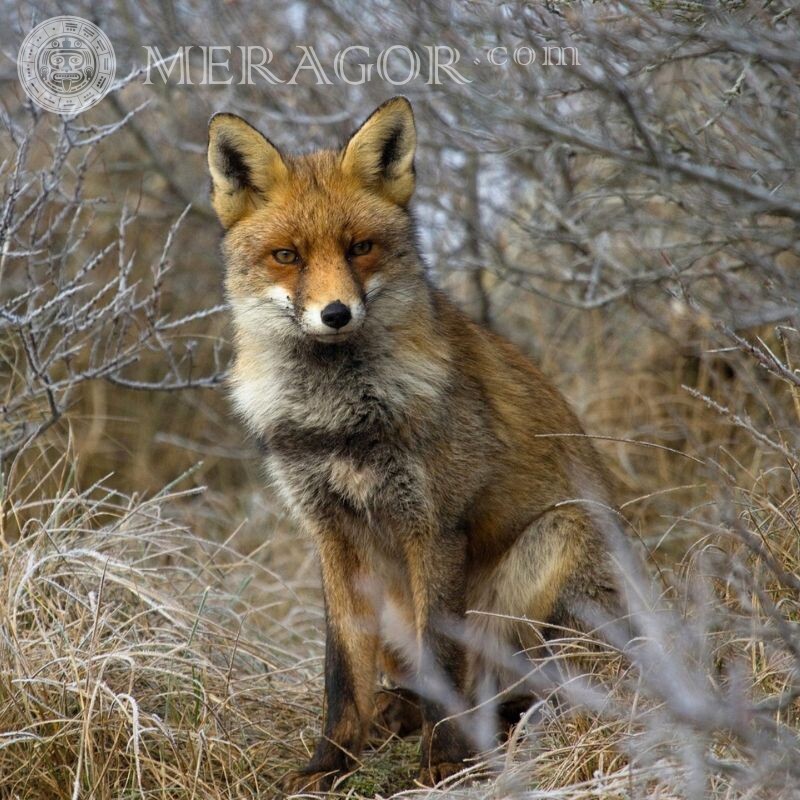 Schöner Fuchs auf dem Avatar in VK Füchse