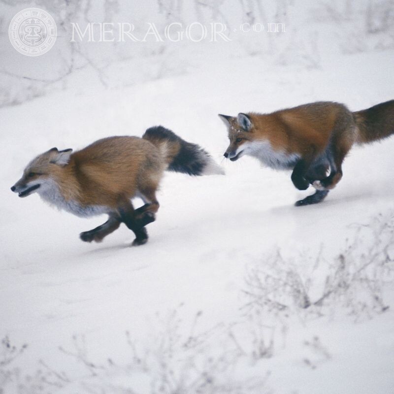 Imagen de avatar de fox chase Zorros