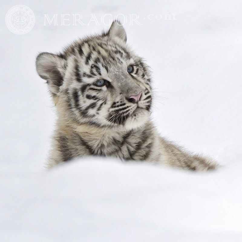 White tiger cub for icon Tigers