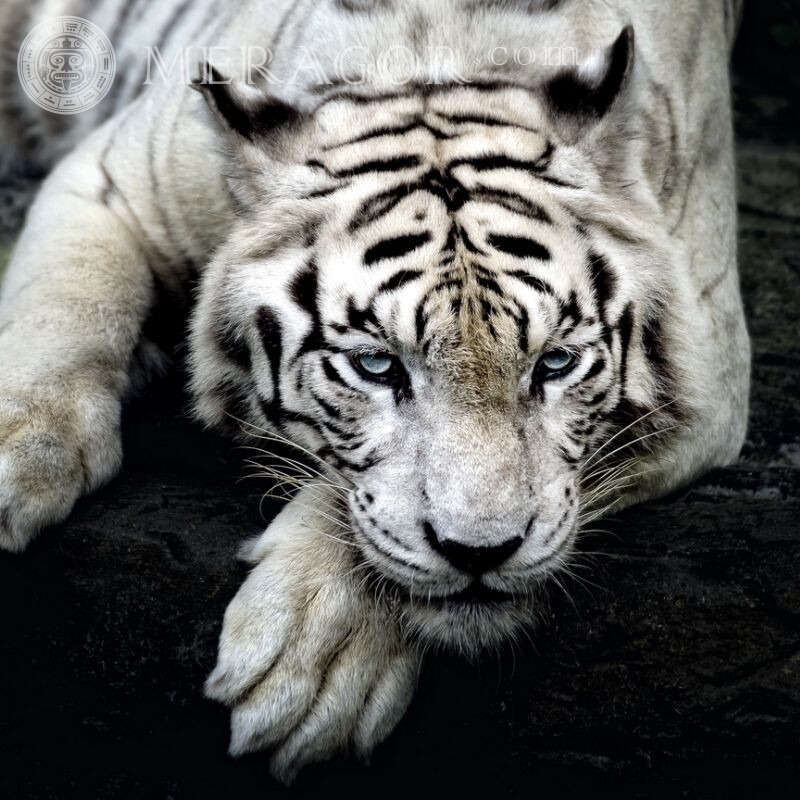Tigre blanc sur la couverture de profil Tigres