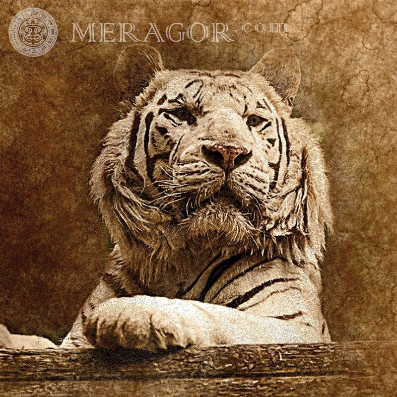 Belle photo d'un tigre sur un avatar Tigres