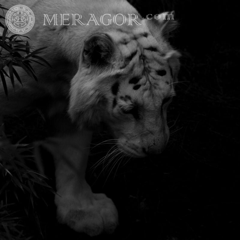 Foto tigre no avatar Os tigres