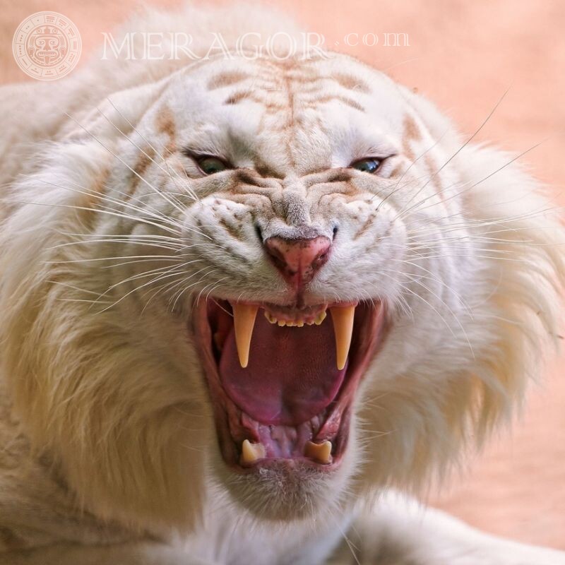 Tigre zangado no avatar Os tigres