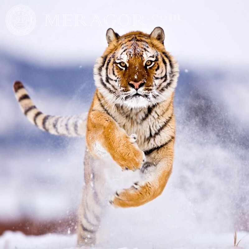 Прыжок тигра фото на аву Тигры