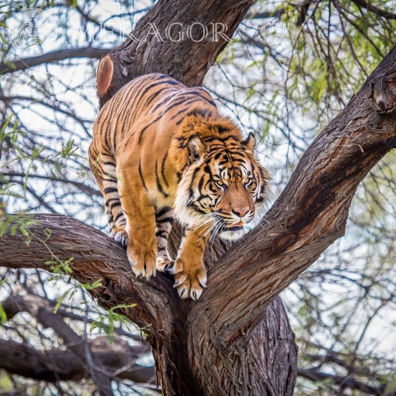 Télécharger la couverture avec un tigre Tigres
