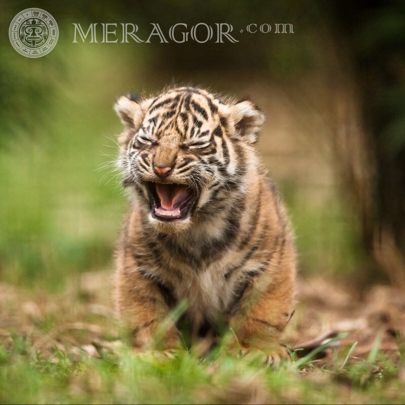 Hermosa foto de tigres para avatar. Tigres