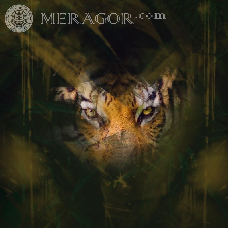 Fotos de um tigre em um avatar Os tigres