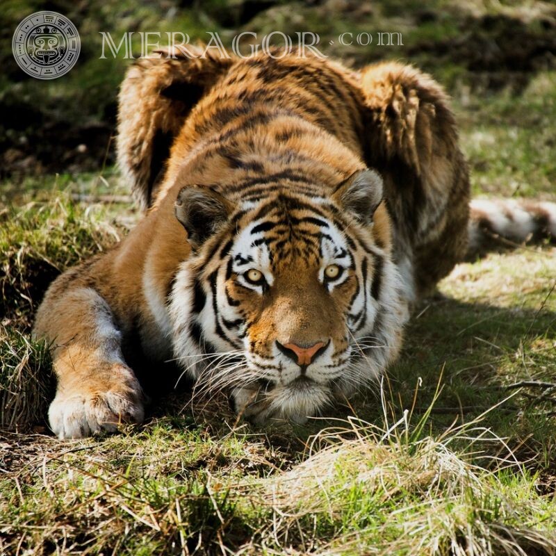 Крутий тигр на аву Тигр