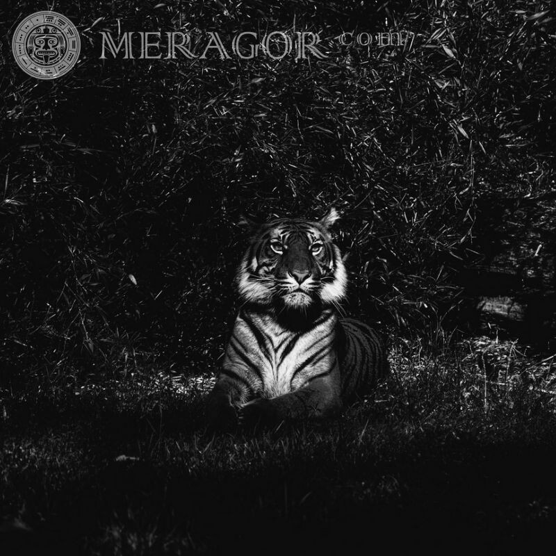 Фото тигра на аву в ВК Тигр