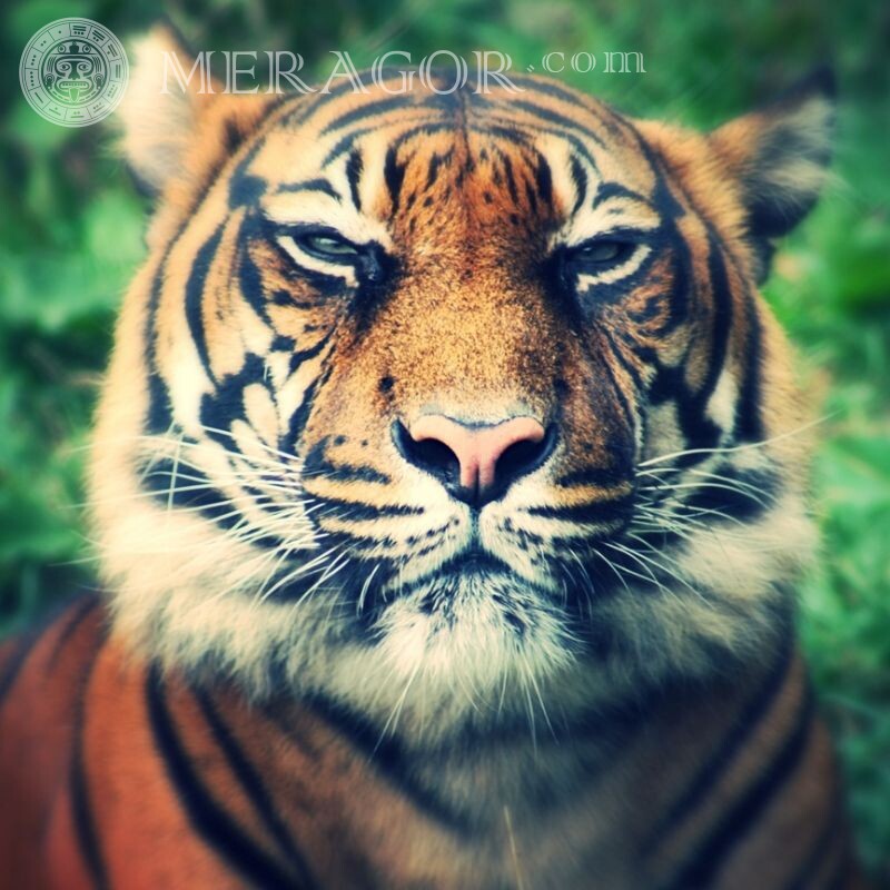 Скачать крутое фото тигра на аву Тигры