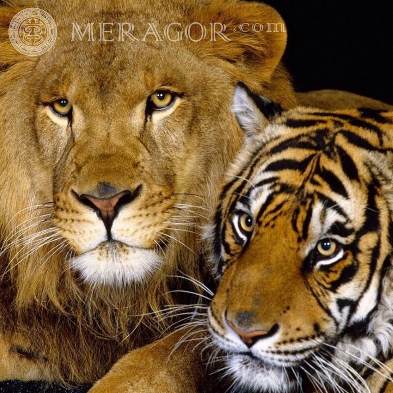 Foto de tigre e leão juntos para avatar Leões Os tigres