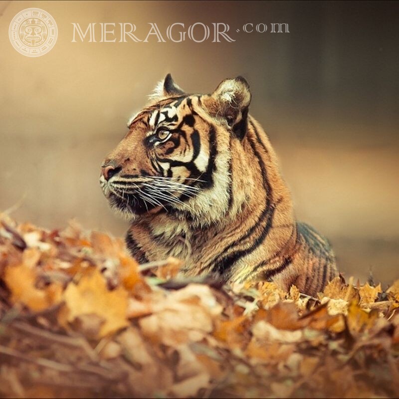 Baixe para avatar uma bela foto de um tigre Os tigres