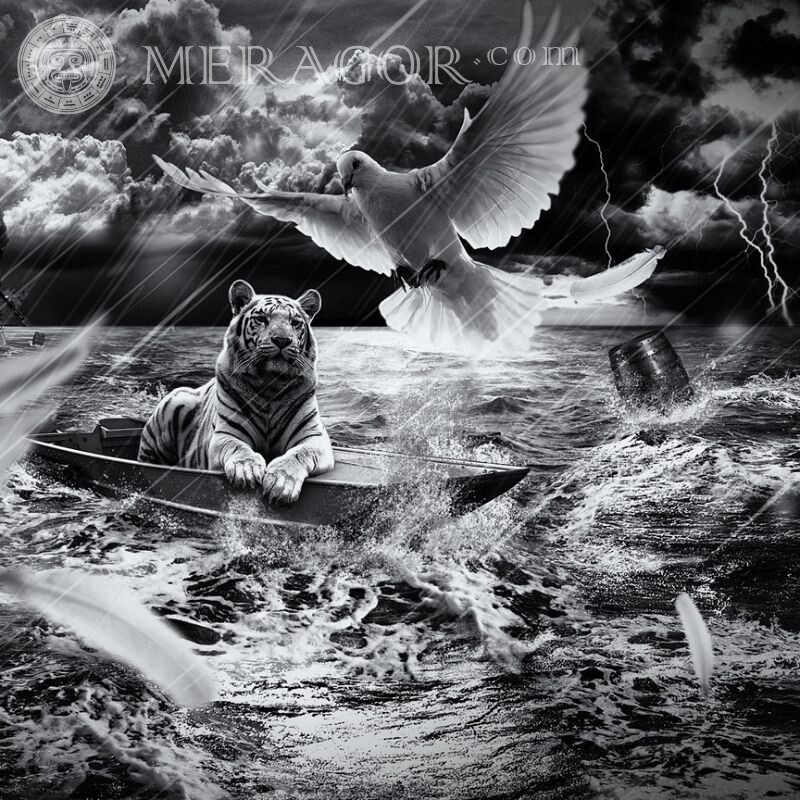 Photo with a tiger and birds, picture for avatar Birds Tigers Black and white