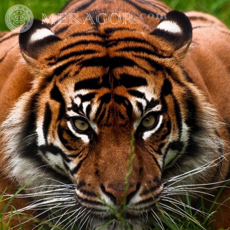 Красиве фото тигра на аву скачати Тигр