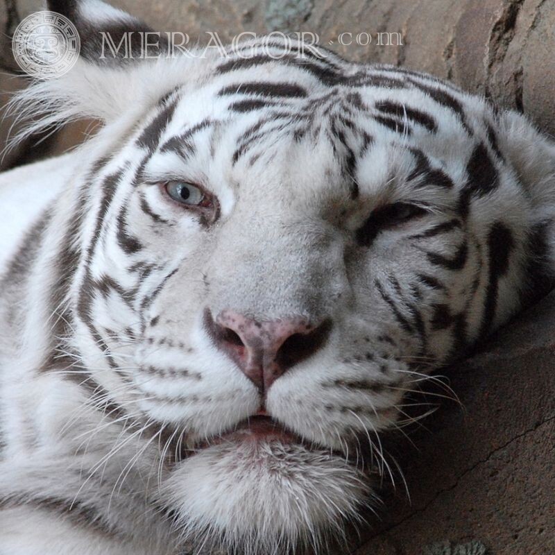 Красивое фото белого тигра Тигры