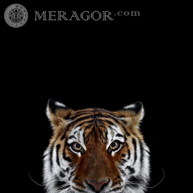 Avatar avec une photo d'un tigre Tigres