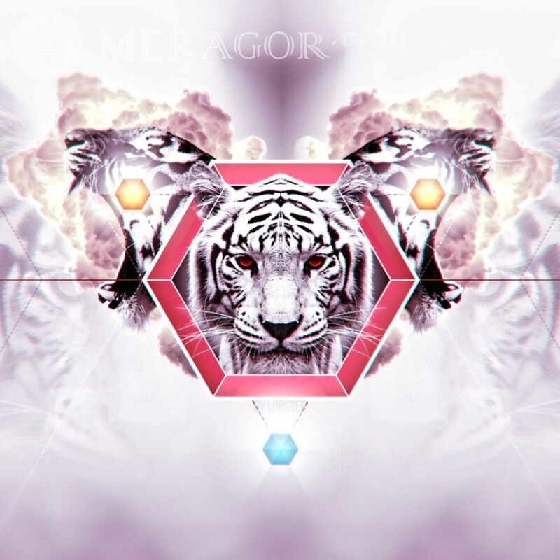 Icon with a tiger for Steam Tigers