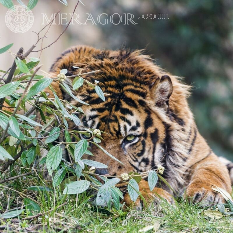Foto de um tigre em um avatar Os tigres