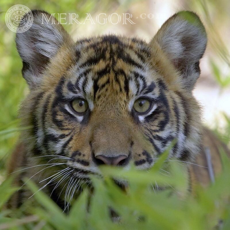 Tigre dans l'herbe photo pour avatar Tigres