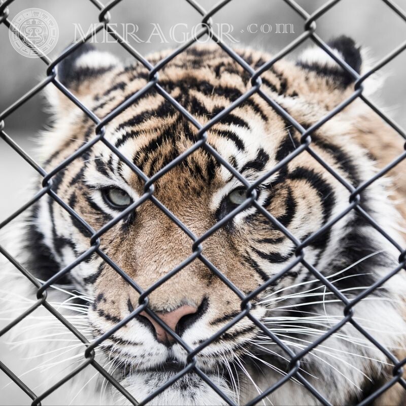 Tigre dans une cage photo pour avatar Tigres