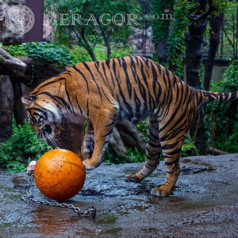 A tiger plays with a ball Tigers