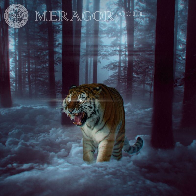 Tigre zangado no avatar VK Os tigres