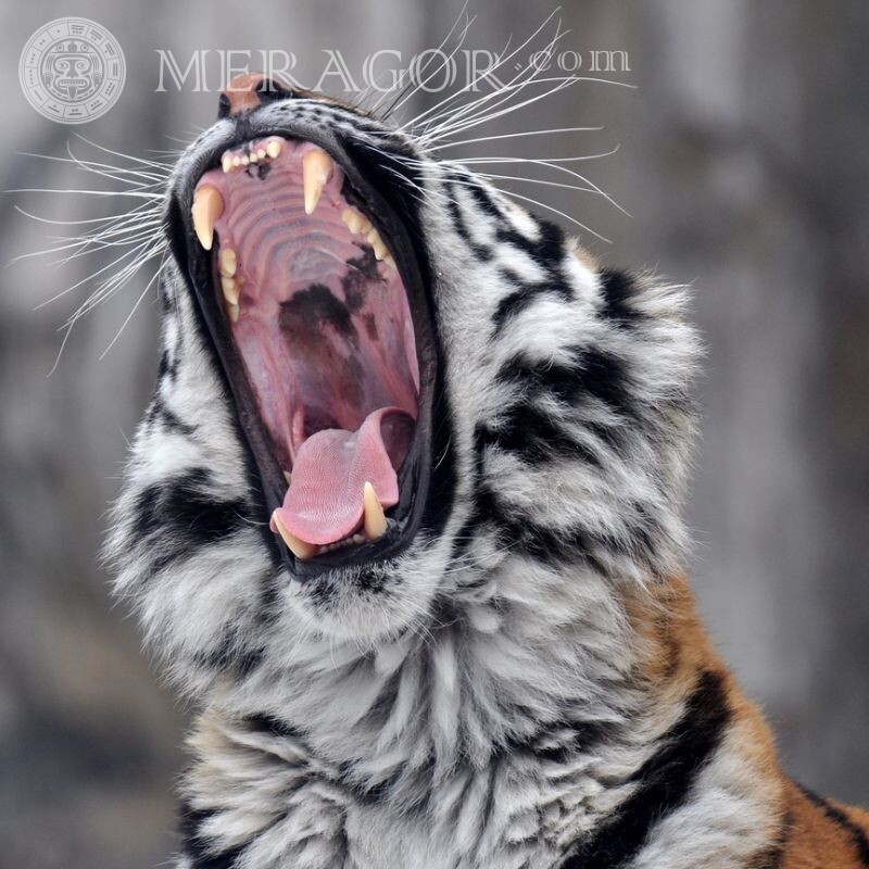 Оскал тигра скачать фото на аву Тигры