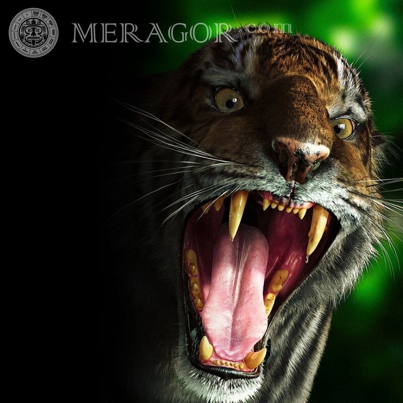 Avatar de tigre en colère Tigres