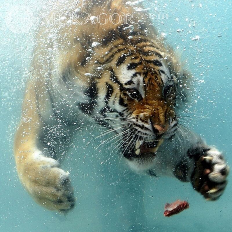 Тигр під водою фото для ави Тигр