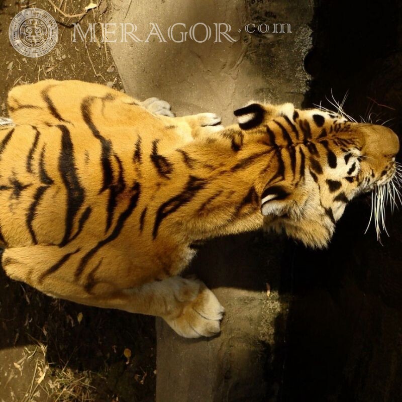 Завантажити фото тигра зі спини Тигр
