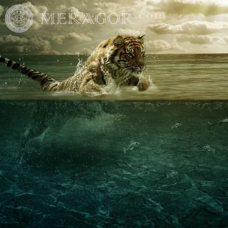 Гарний стрибок тигра фото на аву Тигр