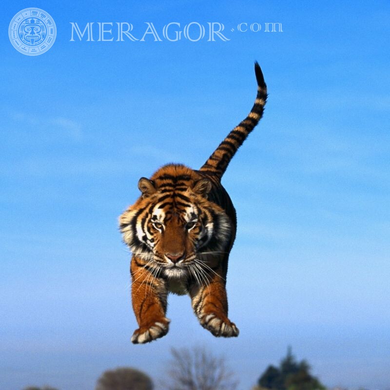 Tiger saute sur l'avatar de VKontakte Tigres