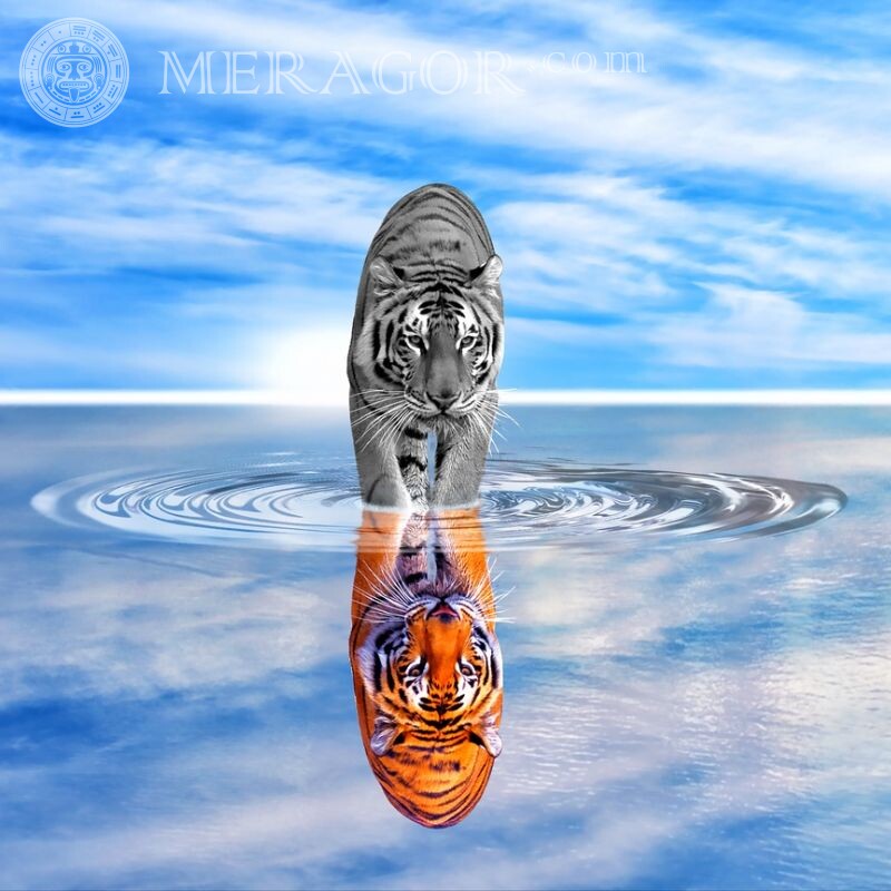 Hermoso avatar con un tigre para VKontakte Tigres