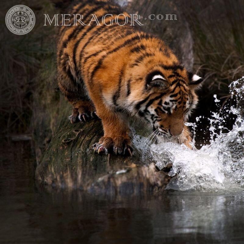 Скачать красивое фото тигра на аватар Тигры