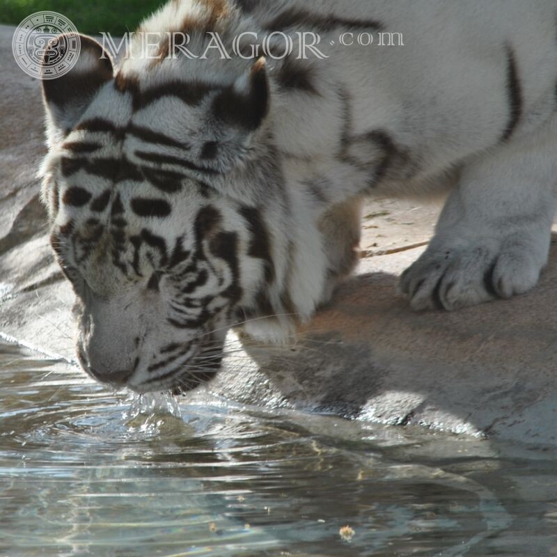 Téléchargez un bel avatar avec un tigre blanc Tigres
