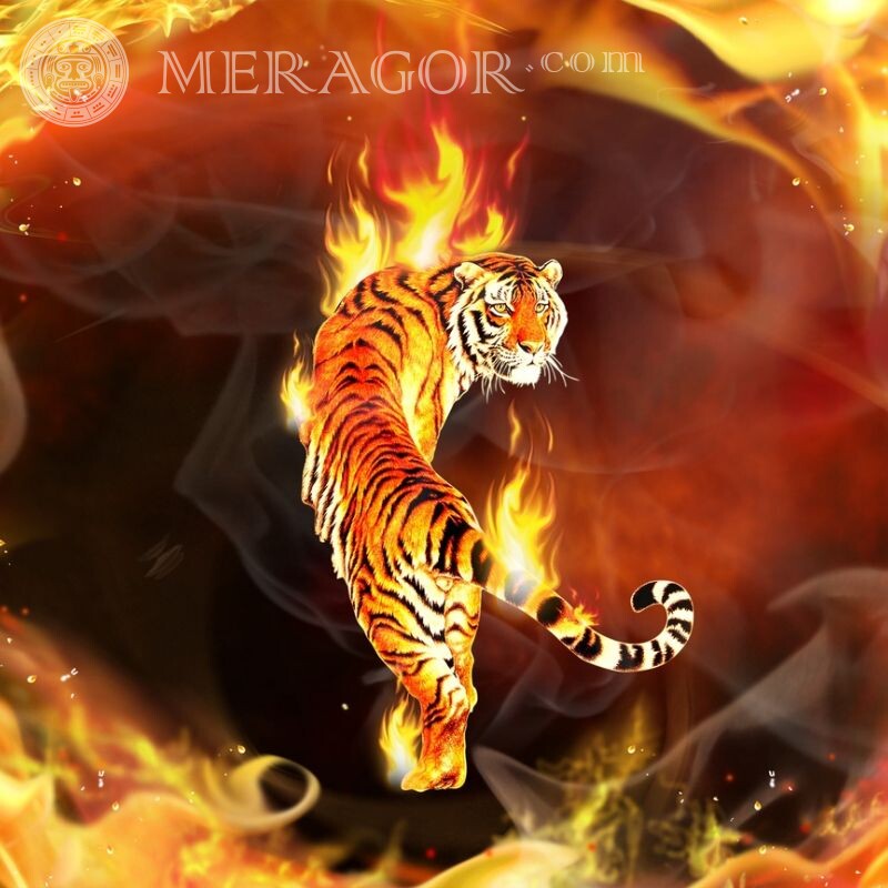 Тигр в огне красивая картинка на аву Тигры