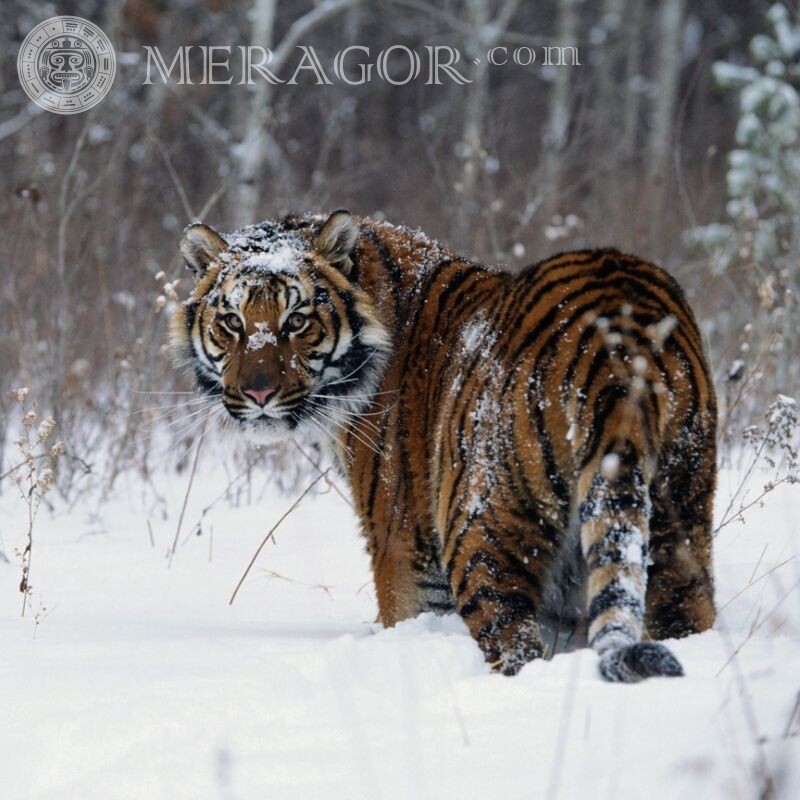 Красивое фото тигра скачать на аватар Тигры
