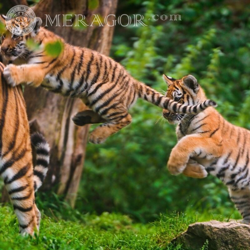 Foto com filhotes de tigre no avatar Os tigres