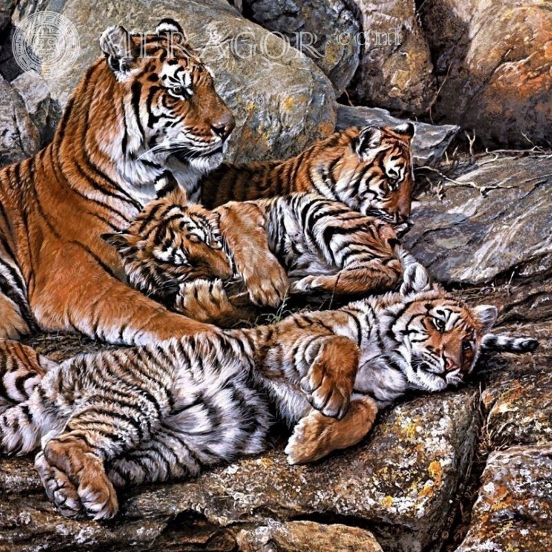 Tigress and tiger cubs Tigers