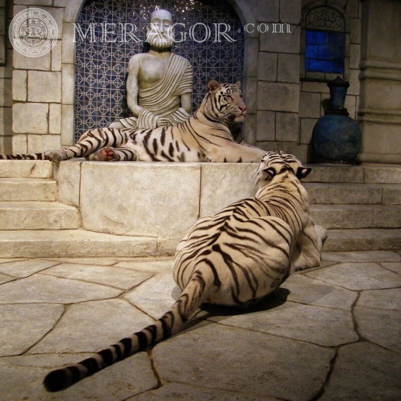 Необычные авы с тиграми Тигры
