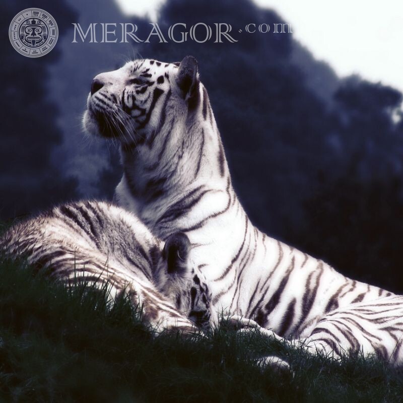 Download icon with a white tiger Tigers