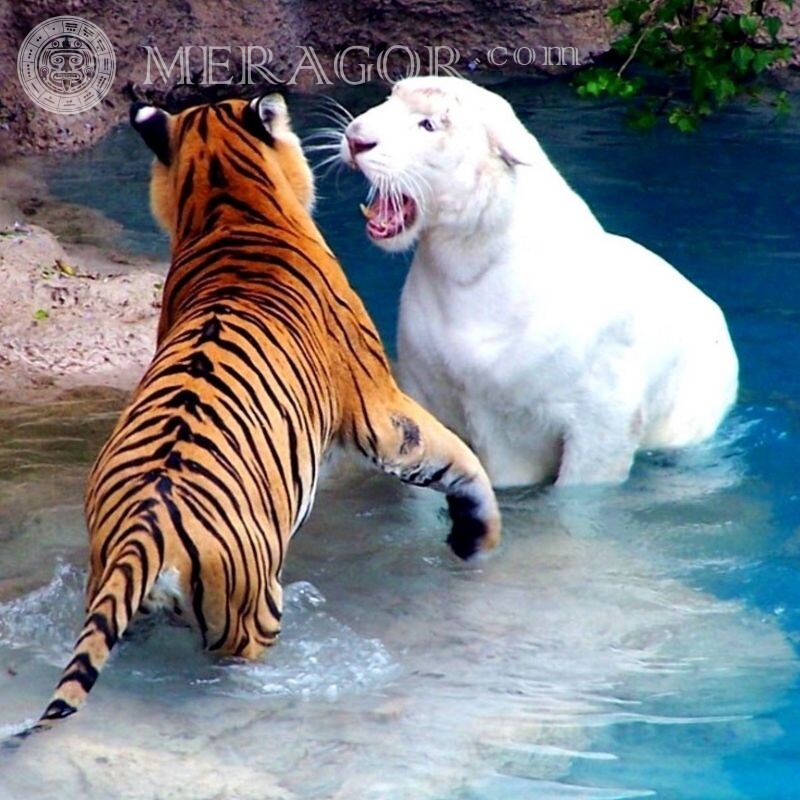 Рыжий и белый тигр фото на аву Тигры