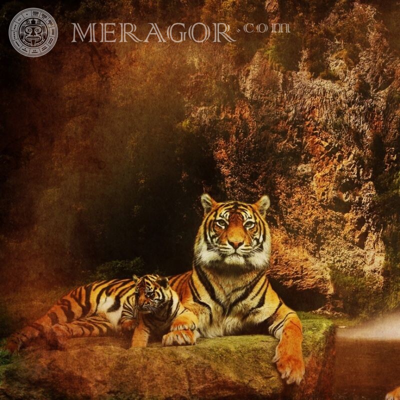 Imagem de avatar de tigresa e filhote de tigre Os tigres