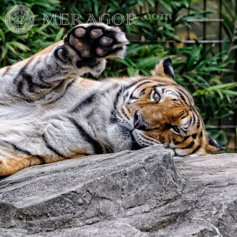 Прикольне фото тигра скачати на аву Тигр