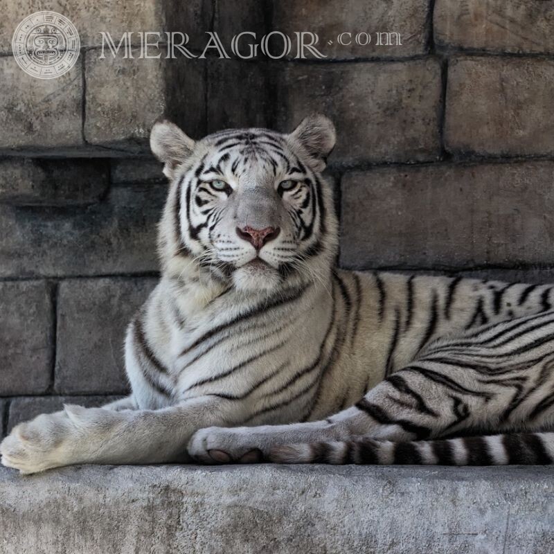 Скачать красивое фото белого тигра на аватар Тигры
