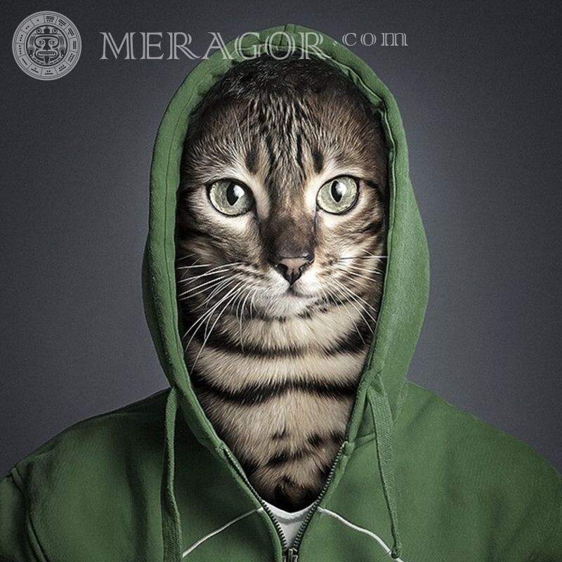 Avatar in the hood download joke Cats Hooded Funny